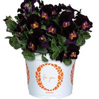 Viola Spring Morning Glow