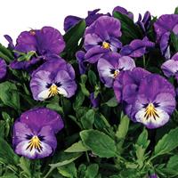 Viola Spring Morning Royal Purple