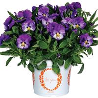 Viola Spring Morning Royal Purple