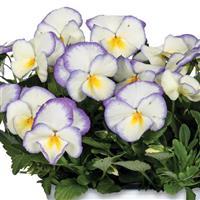 Viola Spring Morning Pearl Lilac