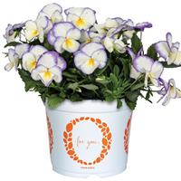 Viola Spring Morning Pearl Lilac