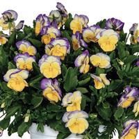 Viola Spring Morning Sunny Lilac
