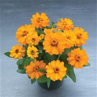 Belize Double Orange Zinnia