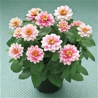 Belize Double Pink Bicolor Zinnia