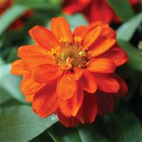 Belize Double Scarlet Zinnia