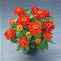 Belize Double Scarlet Zinnia