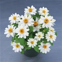 Belize Double White Zinnia