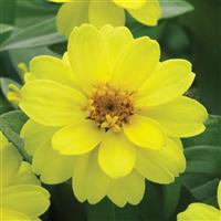 Belize Double Yellow Zinnia