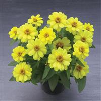 Belize Double Yellow Zinnia