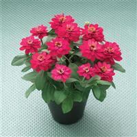 Belize Double Bright Rose Zinnia