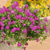 Summer Wave<sup>®</sup> Large Amethyst Torenia
