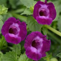 Summer Wave<sup>®</sup> Large Violet Torenia