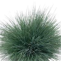 Grass Corynephorus Spiky