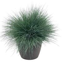 Grass Corynephorus Spiky