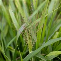Grass Eragrostis Snuggy