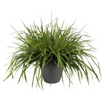 Grass Eragrostis Snuggy