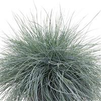Grass Festuca Freddy