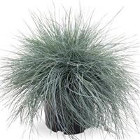 Grass Festuca Freddy