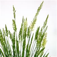 Grass Koeleria Bluey