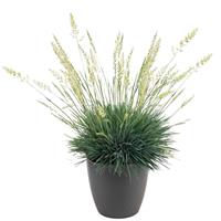 Grass Koeleria Bluey