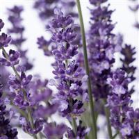Lavandula Aromatico Evolution