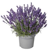 Lavandula Aromatico Evolution