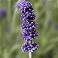 Lavandula Aromatico Forte Blue