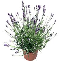 Lavandula Aromatico Forte Blue