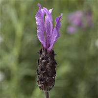 Lavandula Javelin Fortissimo Purple