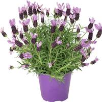 Lavandula Javelin Fortissimo Purple