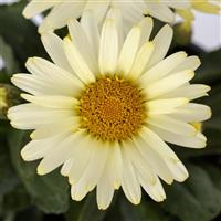 Leucanthemum Western Star Capricorn