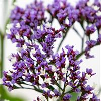 Indie Limonium