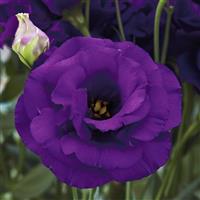 Arena 1 Purple Lisianthus