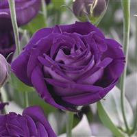 Arena 3 Purple Lisianthus