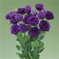 Arena 3 Purple Lisianthus