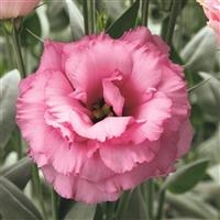 Arena 3 Rose Lisianthus