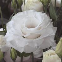 Arena 3 White Lisianthus
