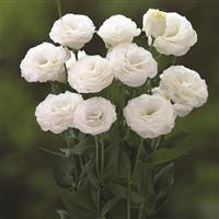 Arena 3 White Lisianthus