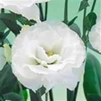 Arena 2 White Lisianthus