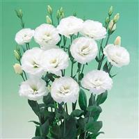 Arena 2 White Lisianthus
