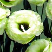 Arena 3 Green Lisianthus