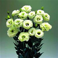 Arena 3 Green Lisianthus