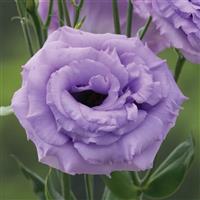 Arena 3 Lavender Lisianthus