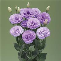 Arena 3 Lavender Lisianthus