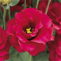 Arena 3 Red Lisianthus