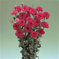 Arena 3 Red Lisianthus