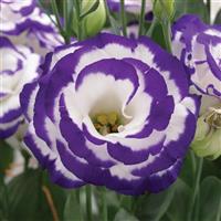 Arena 2 Purple Picotee Lisianthus