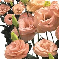 Arena 3 Apricot Lisianthus