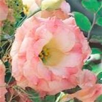 Arena 3 Champagne Lisianthus