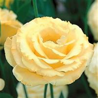Arena 3 Gold Lisianthus